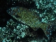 coral grouper