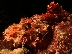 Scorpionfish
